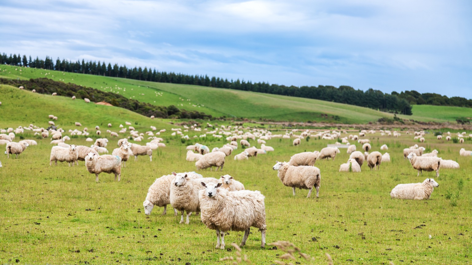 Sự phát triển kinh tế của New Zealand